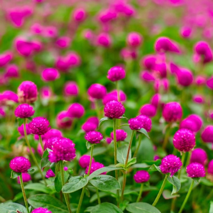 Gomphrena haageana 'Carmine' growing in a field. There are a bunch of blooms and they're all bright shades of magenta.