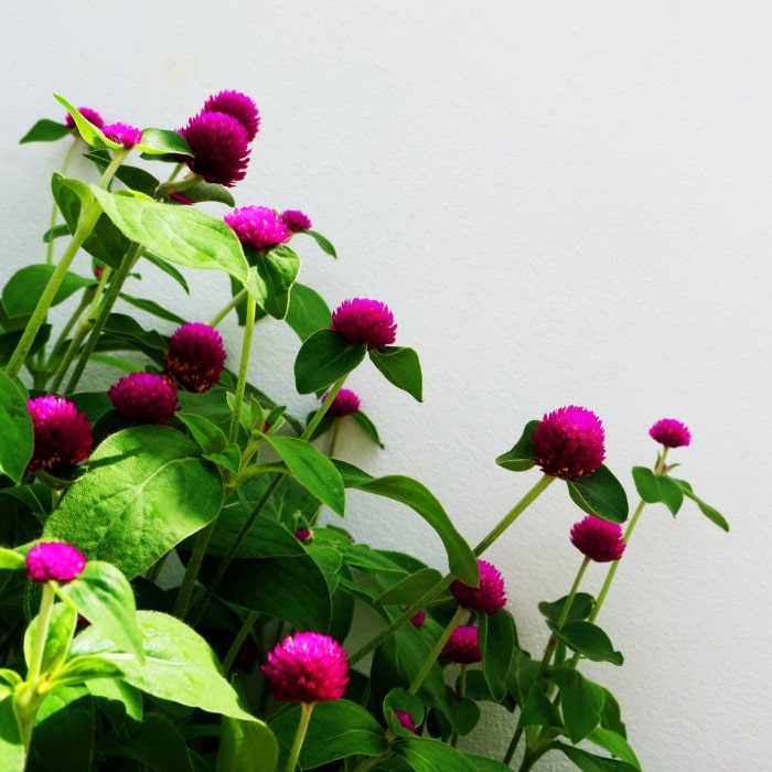 Almanac Planting Co Carmine 'Globe Amaranth growing in front of a white wall. The blooms are bright magenta. (Gomphrena haageana)