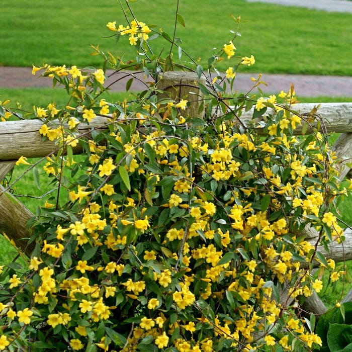 Almanac Planting Co Carolina Jessamine (Gelsemium sempervirens 'Margarita') with yellow blooms growing on a picket fence