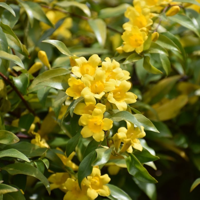 Almanac Planting Co Carolina Jessamine (Gelsemium sempervirens 'Margarita') yellow bloom up close