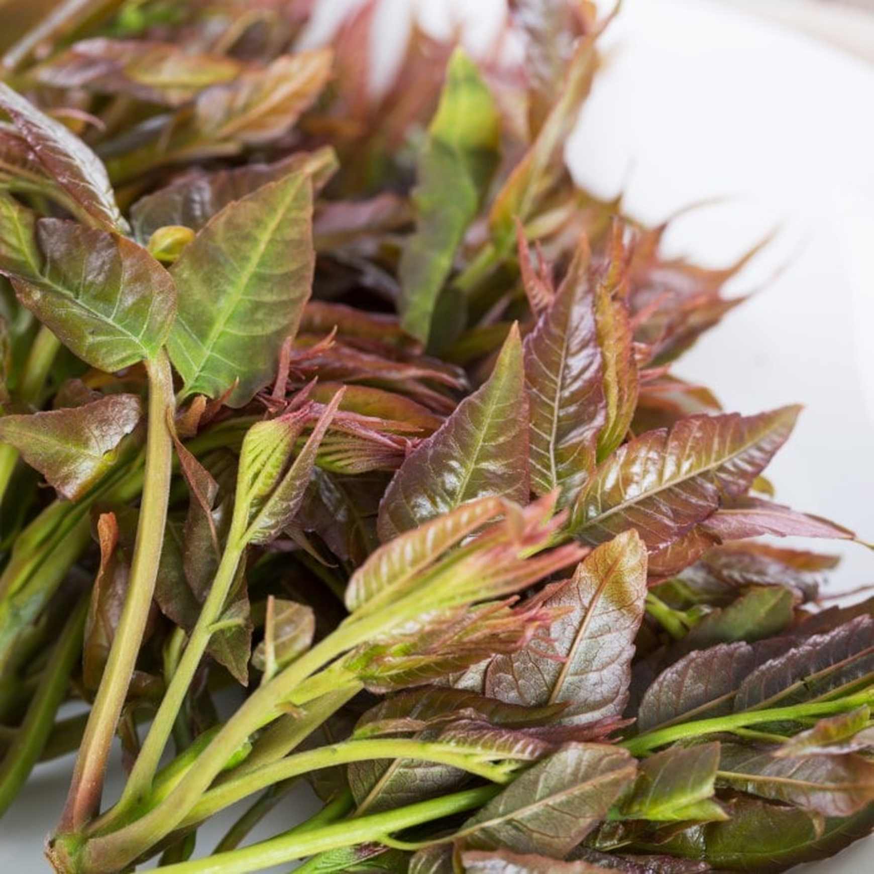 Almanac Planting Co Chinese Toon 'North Red' (Toona sinensis 'North Red'). A plate of freshly harvested young leaves and shoots.