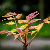 Almanac Planting Co Chinese Toon 'North Red' (Toona sinensis 'North Red'). A young shoot and young red leaves emerging from a branch of a Red Toon Tree..