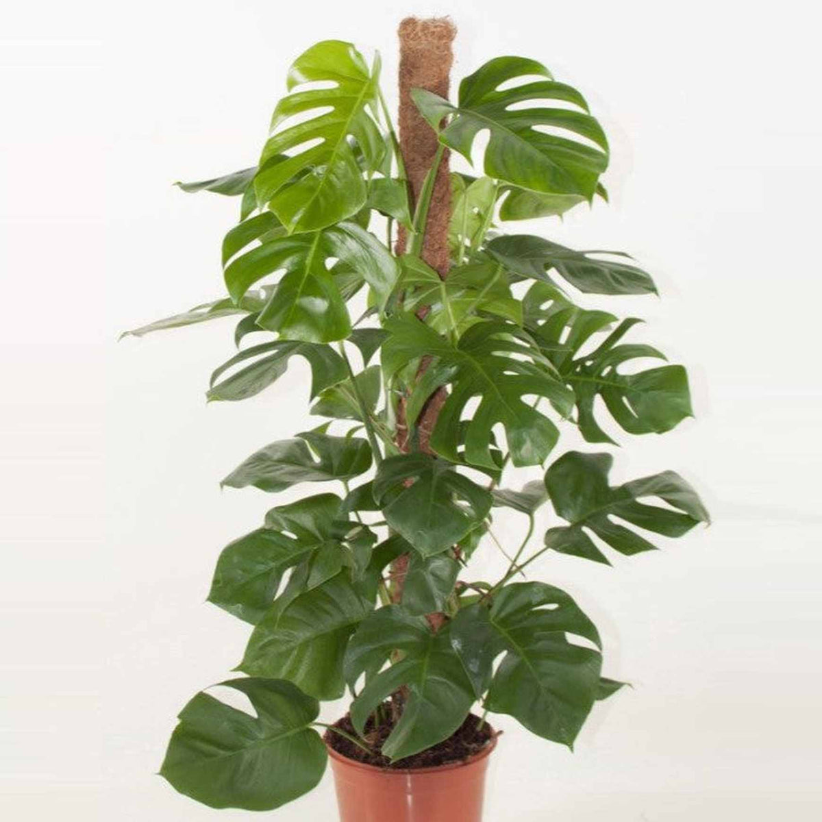 Almanac Planting Co Coco Coir Grow Pole being climbed by a plant