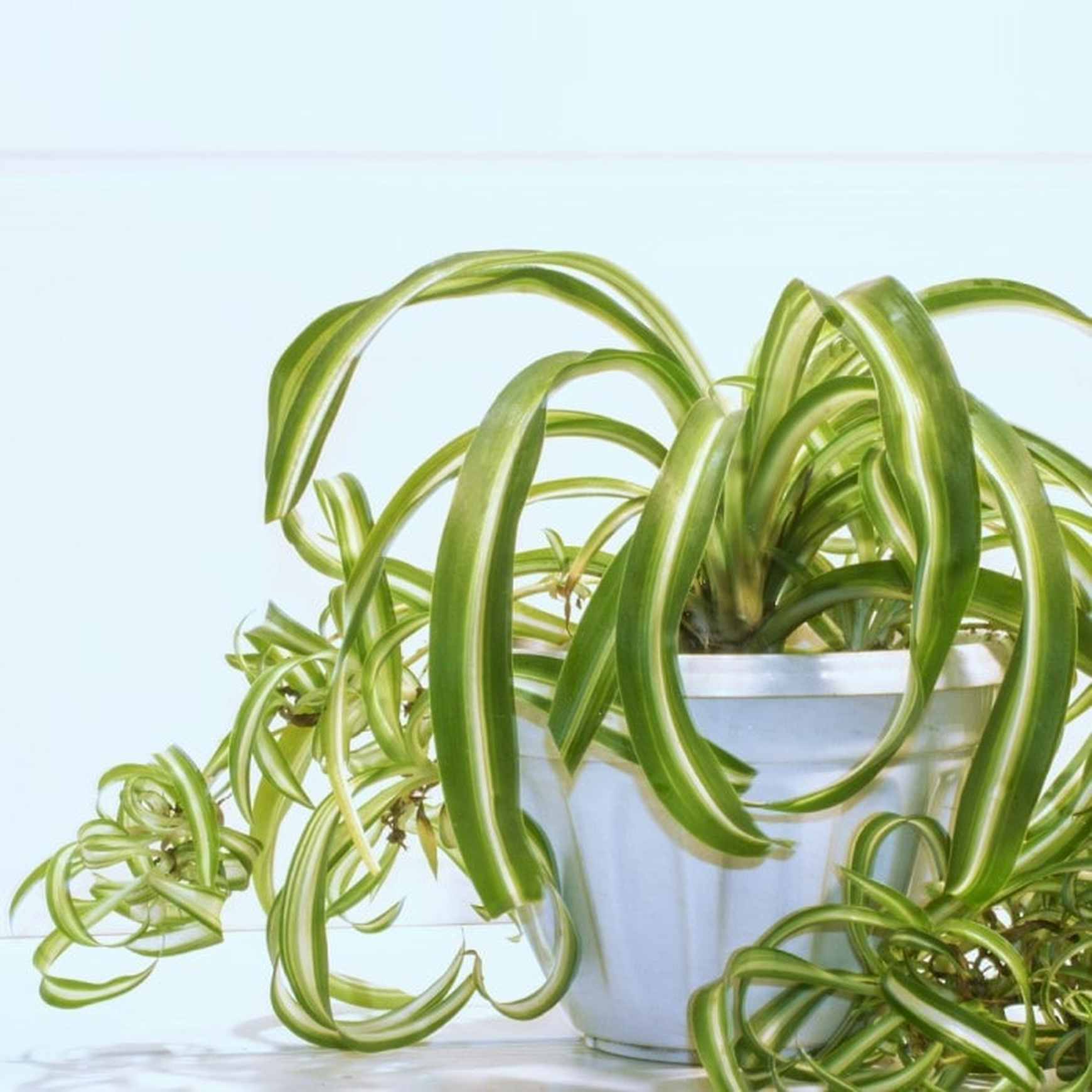 Almanac Planting Co Spider Plant - Thumbnail 2