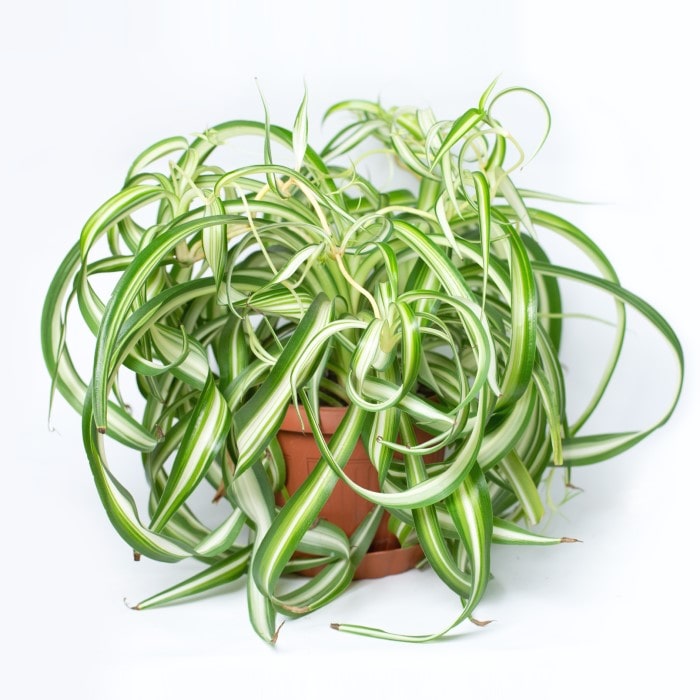 Almanac Planting Co Curly Spider Plant 'Bonnie'. A curling and twisting cultivar of Spider Plant growing in a terra cotta  pot in front of a white background.