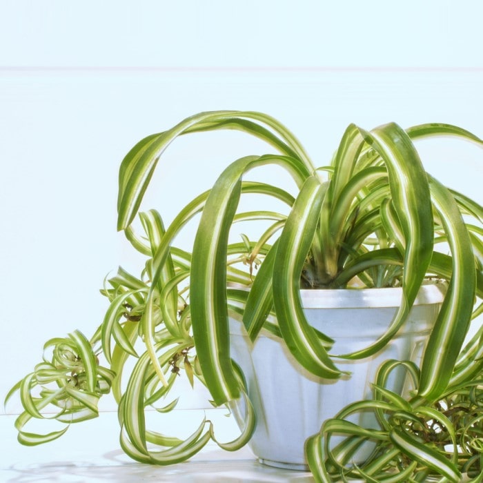 Almanac Planting Co Curly Spider Plant 'Bonnie'.  A curling and twisting cultivar of Spider Plant growing in a white pot in front of a white background.