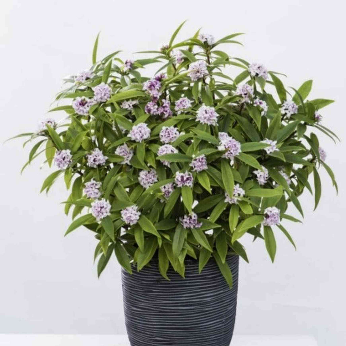 Perfume Princess Daphne in Bloom in a Black Pot Sat Upon a White Bench in Front of a White Background