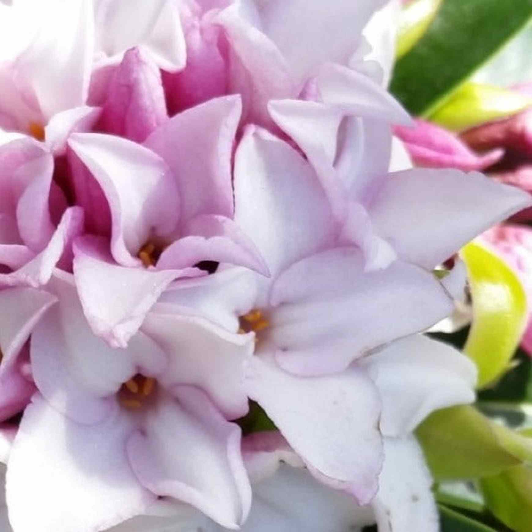 Daphne Perfume Princess™ | Winter Bloom Shrub – Almanac Planting Co