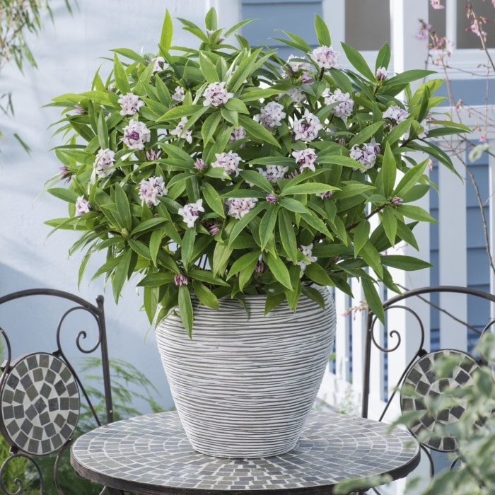 Daphne Perfume Princess Live Plant Potted on a Table