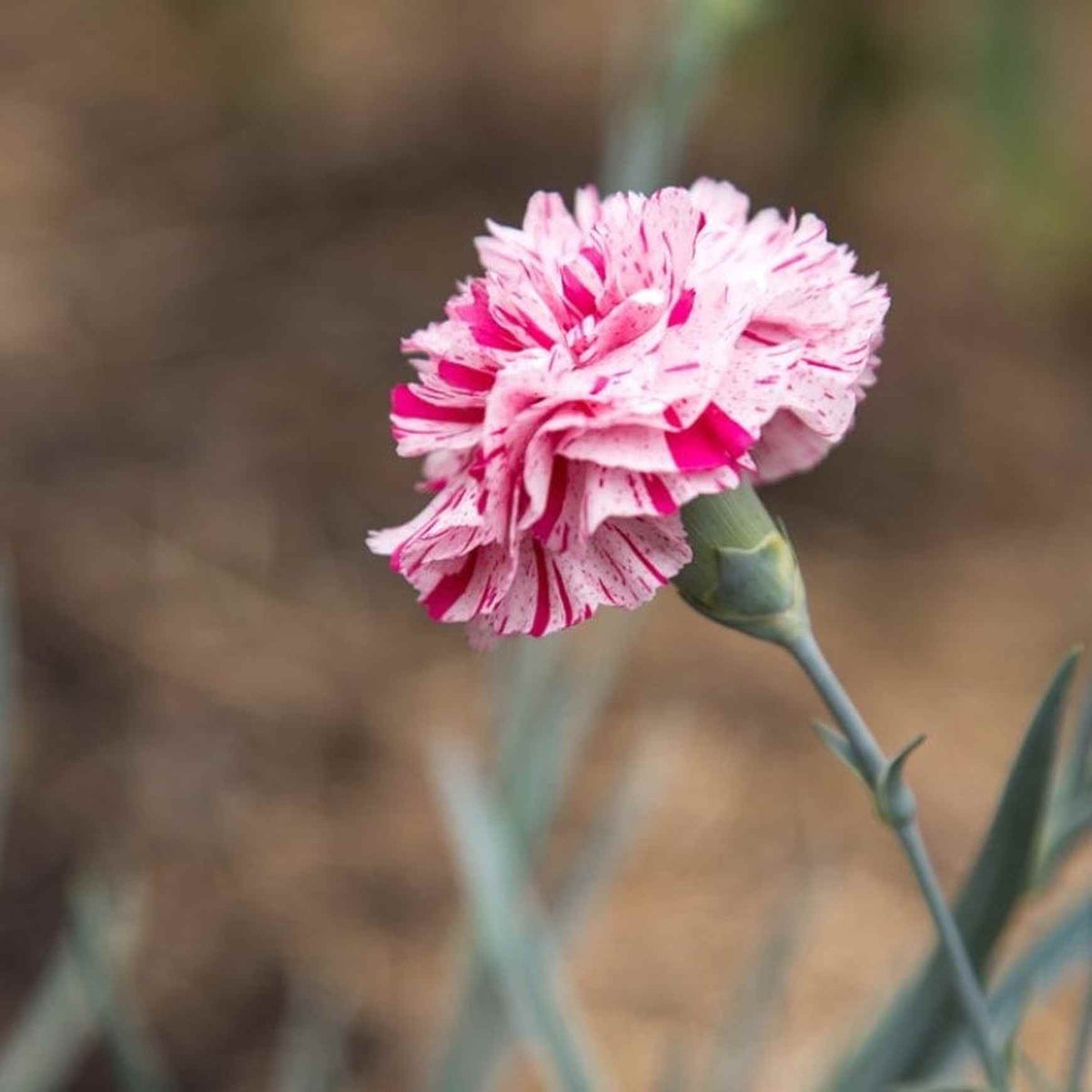 Almanac Planting Co Pinball Wizard Dianthus (Dianthus x hybrida 'Pinball Wizard') side image of a bloom