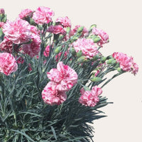 Almanac Planting Co Pinball Wizard Dianthus (Dianthus x hybrida 'Pinball Wizard')