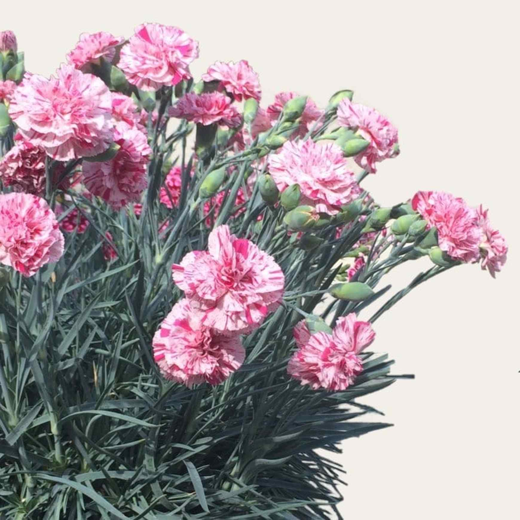 Almanac Planting Co Pinball Wizard Dianthus (Dianthus x hybrida 'Pinball Wizard')