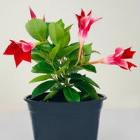 Almanac Planting Dipladenia Madinia® Deep Red (Mandevilla hybrida) Side Image