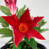 Almanac Planting Dipladenia Madinia® Deep Red (Mandevilla hybrida) Flower Image