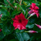 Almanac Planting Dipladenia Madinia® Deep Red (Mandevilla hybrida) Flowers and Foliage