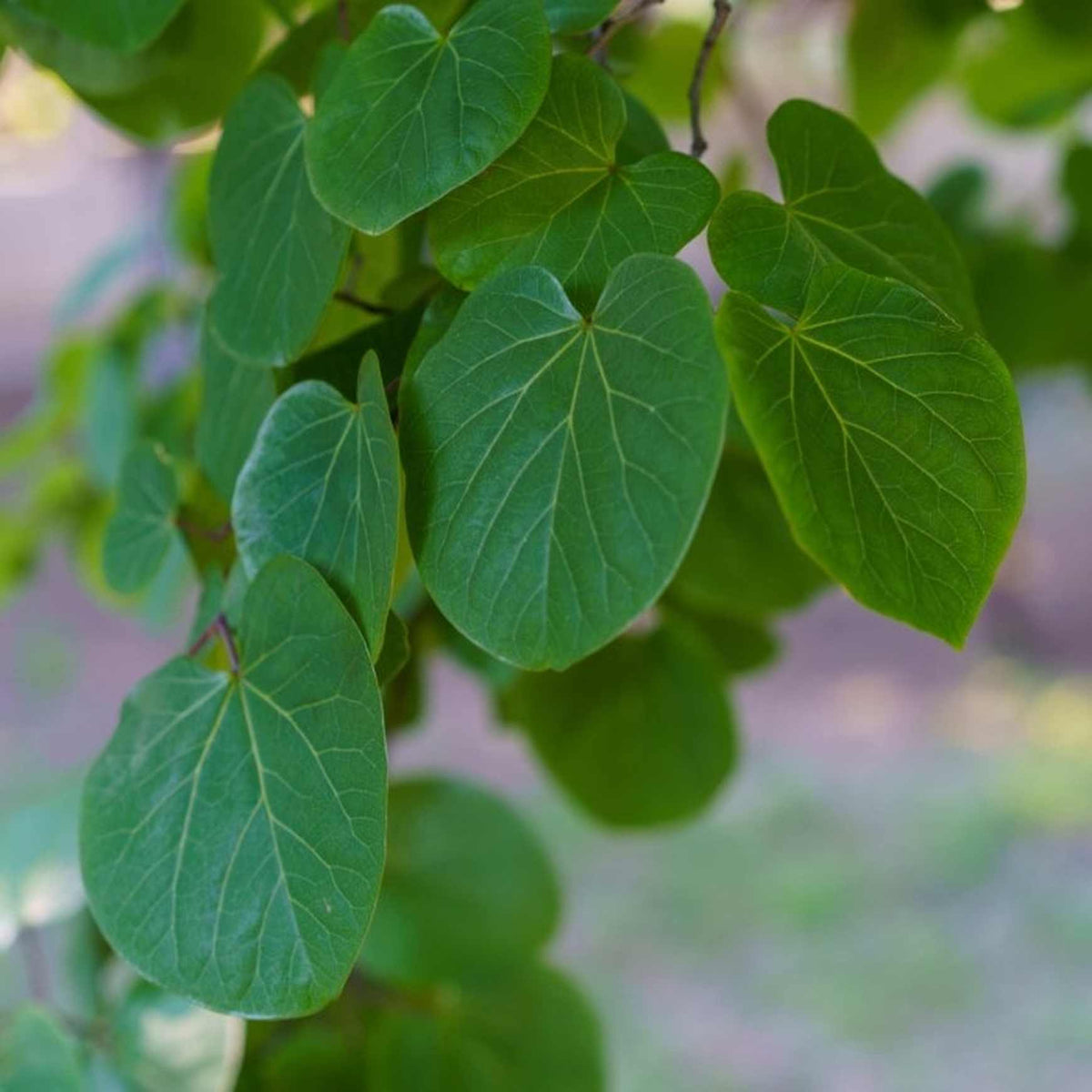 Almanac Planting Co Eastern Redbud Tree (Cercis canadensis) foliage. The foliage is green with yellow veins. Commonly called Eastern Redbud, American Redbud, and American Judas Tree.