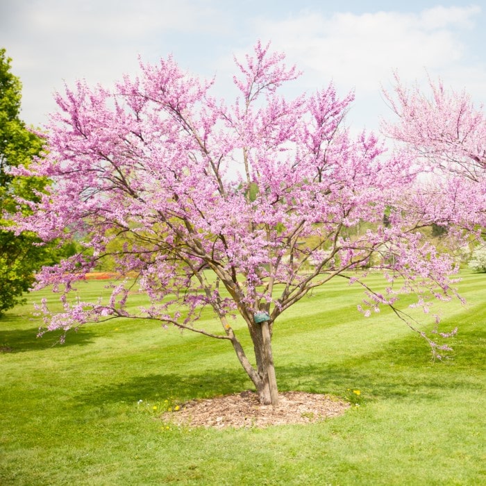 Almanac Planting Co Eastern Redbud Tree (Cercis canadensis) in bloom. The tree is in a grassy field with another Redbud Tree to its side and an evergreen tree to its other side. Commonly called Eastern Redbud, American Redbud, and American Judas Tree.