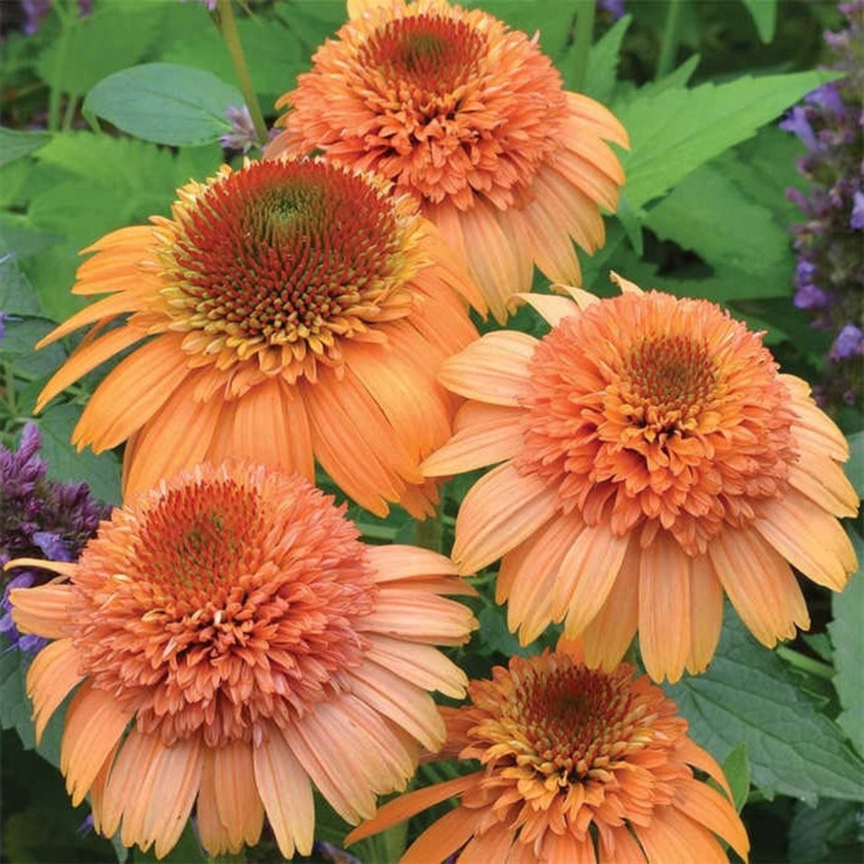 Almanac Planting Co Echinacea Flower
