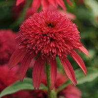 Almanac Planting Co Echinacea 'Double Scoop™ Cranberry' Close-Up Image of a Bloom