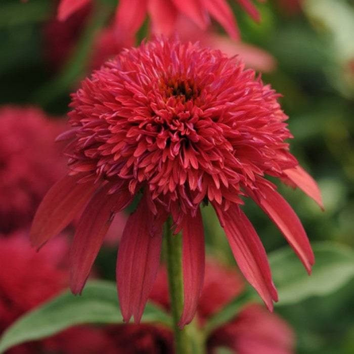 Almanac Planting Co Echinacea 'Double Scoop™ Cranberry' Close-Up Image of a Bloom