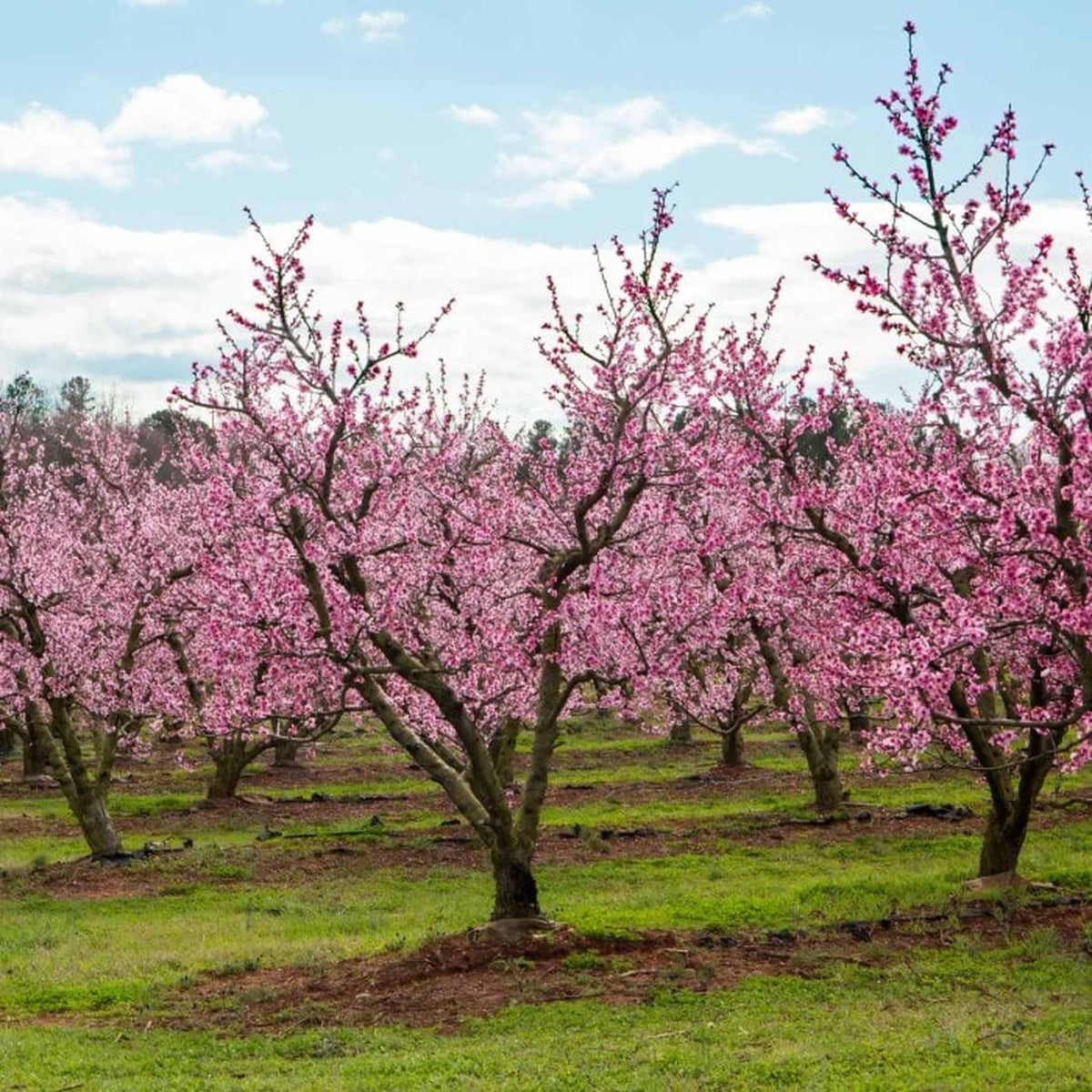 Almanac Planting Co Elberta Peach Tree (Prunus persica 'Elberta'). An orchard full of peach trees covered in pinkish white blooms.