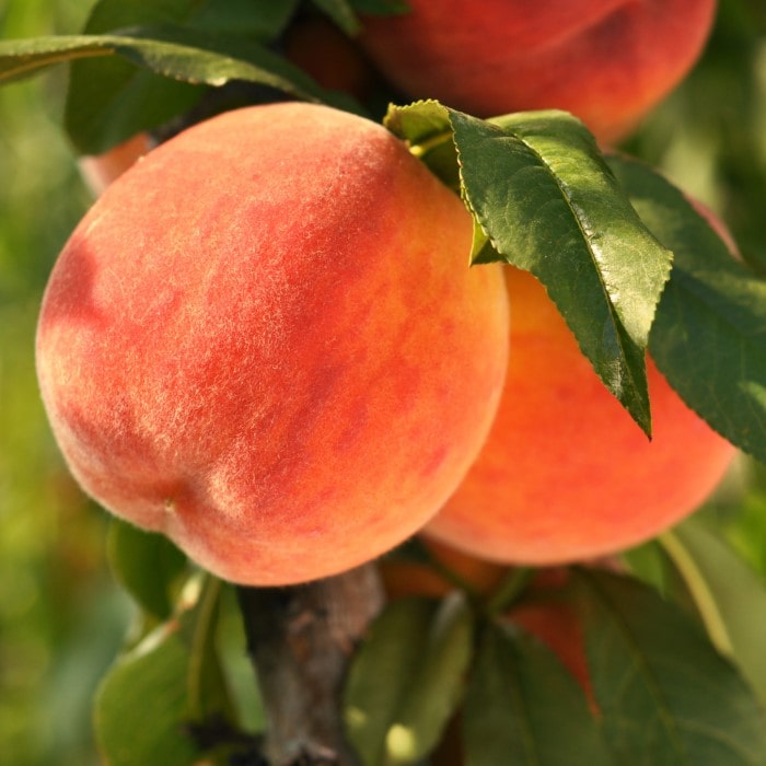 Bonfire Patio Peach Tree  Prunus persica – Almanac Planting Co