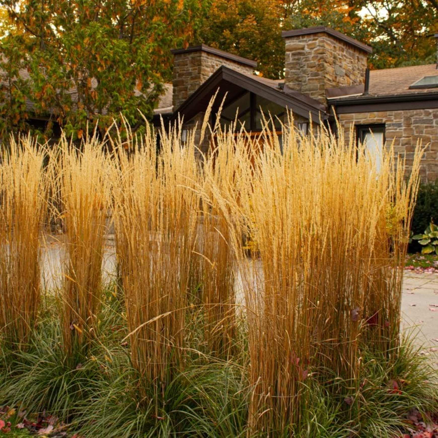 Almanac Planting Co Feather Reed Grass 'Karl Foerster' (Calamagrostis x acutiflora 'Karl Foerster') with golden, late season blooms 
