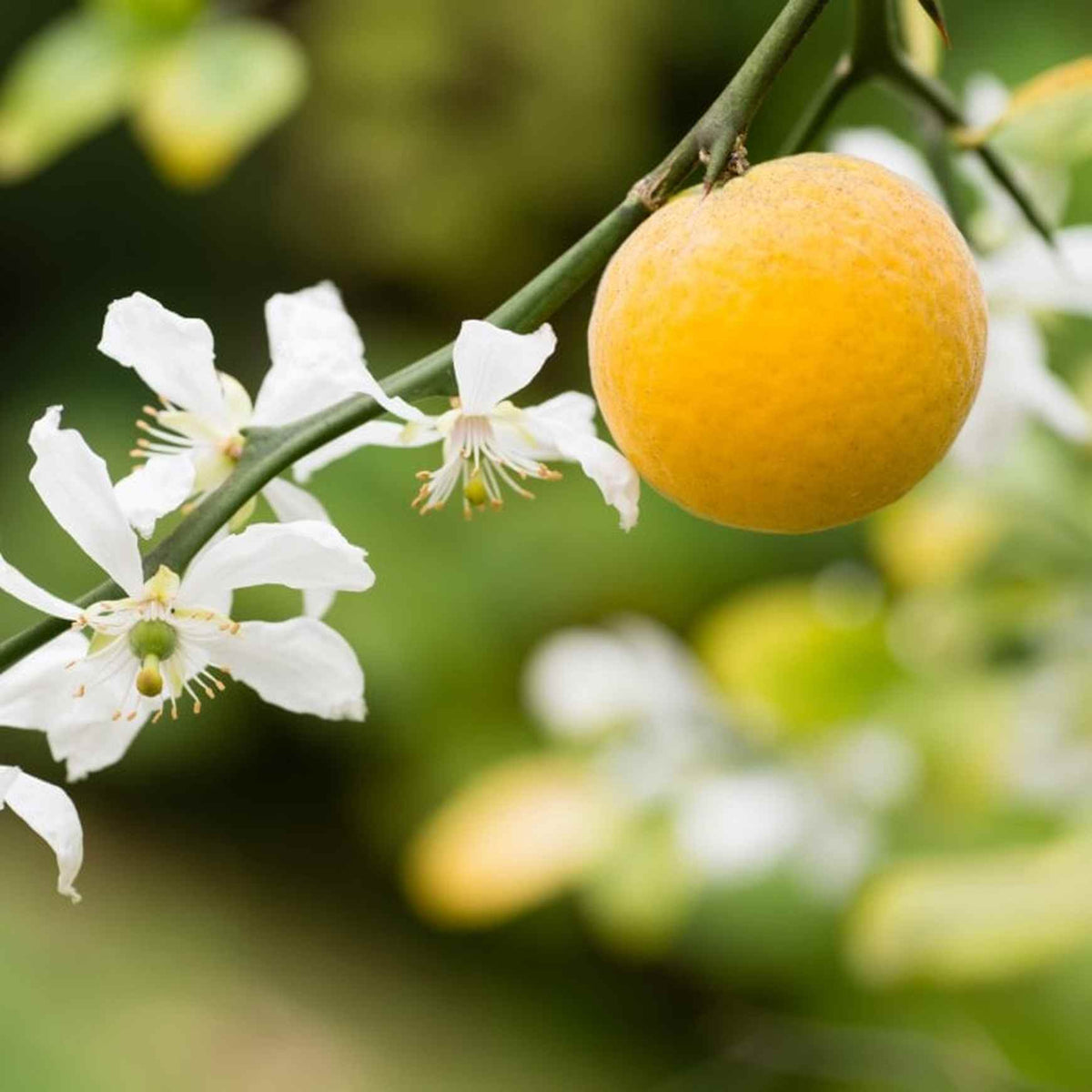 Almanac Planting Flying Dragon Orange Tree (Citrus trifoliata (A.K.A. Poncirus trifoliata)) Close up of fruit and flower buds
