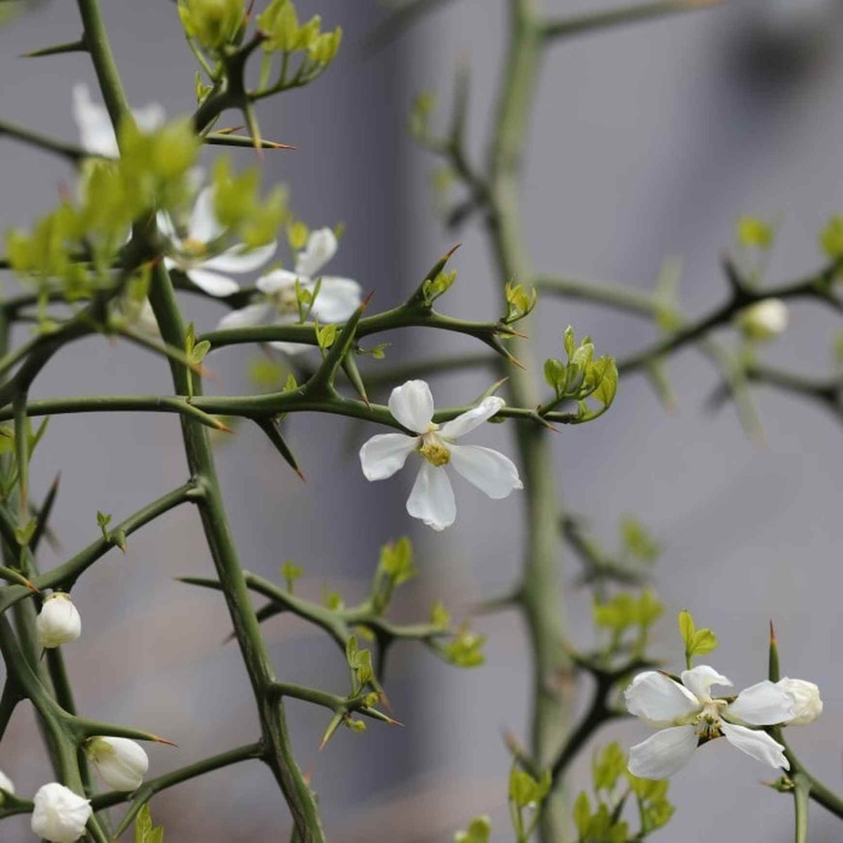 Almanac Planting Flying Dragon Orange Tree (Citrus trifoliata (A.K.A. Poncirus trifoliata)) Close up of flower buds and thorns 