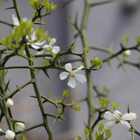 Almanac Planting Flying Dragon Orange Tree (Citrus trifoliata (A.K.A. Poncirus trifoliata)) Close up of flower buds and thorns 