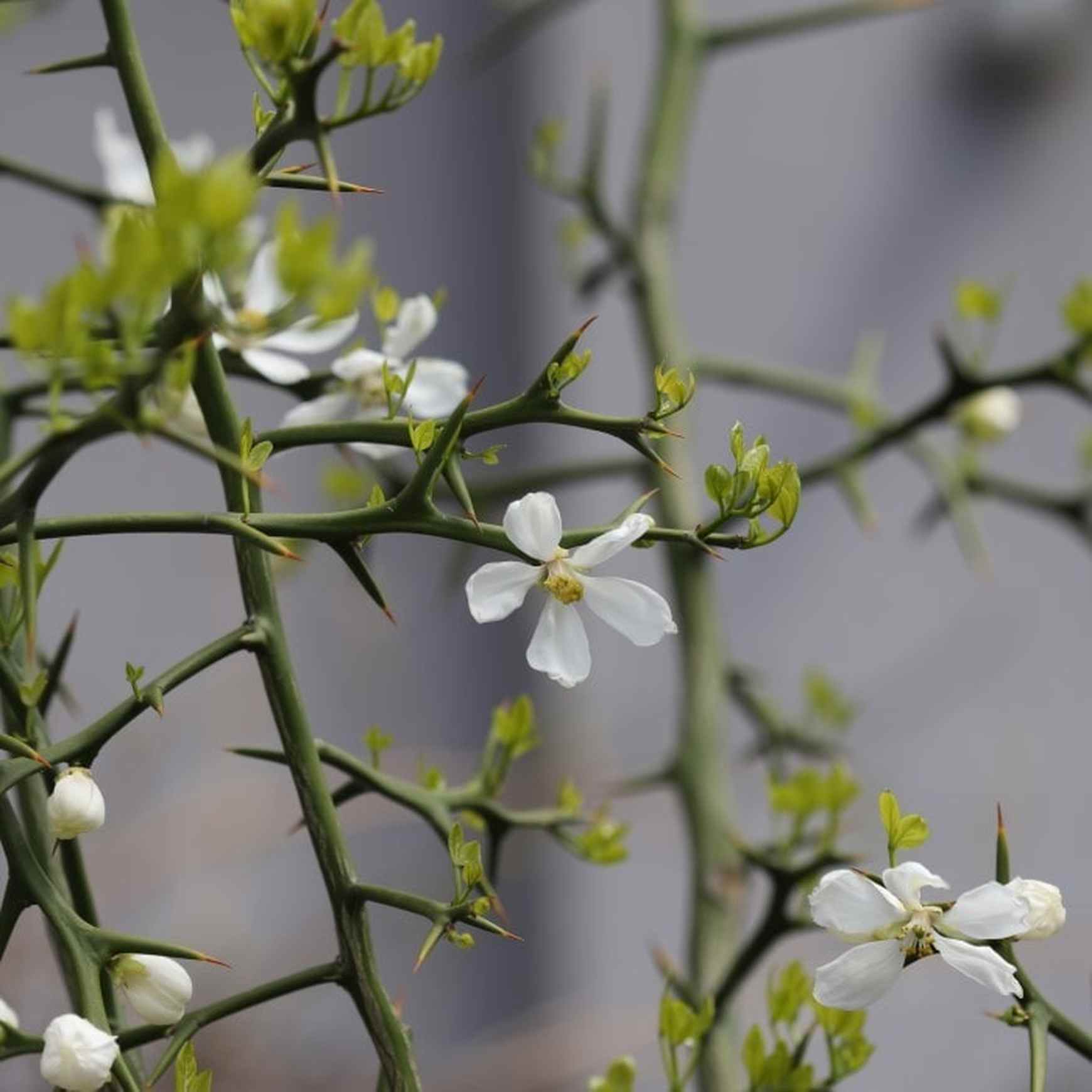 Almanac Planting Flying Dragon Orange Tree (Citrus trifoliata (A.K.A. Poncirus trifoliata)) Close up of flower buds and thorns 