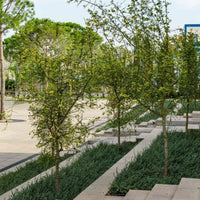 Almanac Planting Flying Dragon Orange Tree (Citrus trifoliata (A.K.A. Poncirus trifoliata)) A group of several Flying Dragon Trees growing together outside