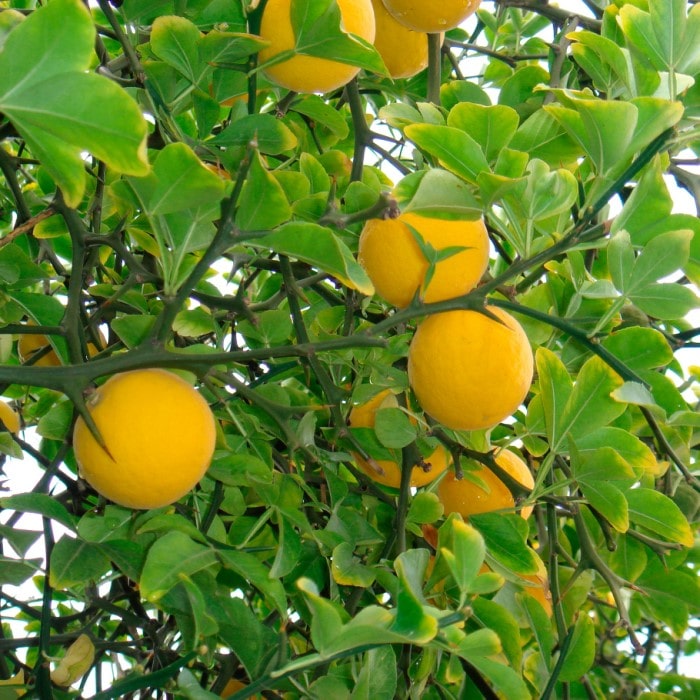 Almanac Planting Flying Dragon Orange Tree (Citrus trifoliata (A.K.A. Poncirus trifoliata)) Close up of a bunch of fruit growing on the tree