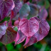 Almanac Planting Co Forest Pansy Redbud Tree (Cercis canadensis 'Forest Pansy') leaves. The leaves (foliage) are purple with hints of green. Commonly called Purple Eastern Redbud, Purple American Redbud, and Purple American Judas Tree.