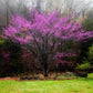 Almanac Planting Co Forest Pansy Redbud Tree (Cercis canadensis 'Forest Pansy') in bloom. The flowers are pinkish purple and are profuse. The tree is in a grass lawn with forest in the background. Commonly called Purple Eastern Redbud, Purple American Redbud, and Purple American Judas Tree.