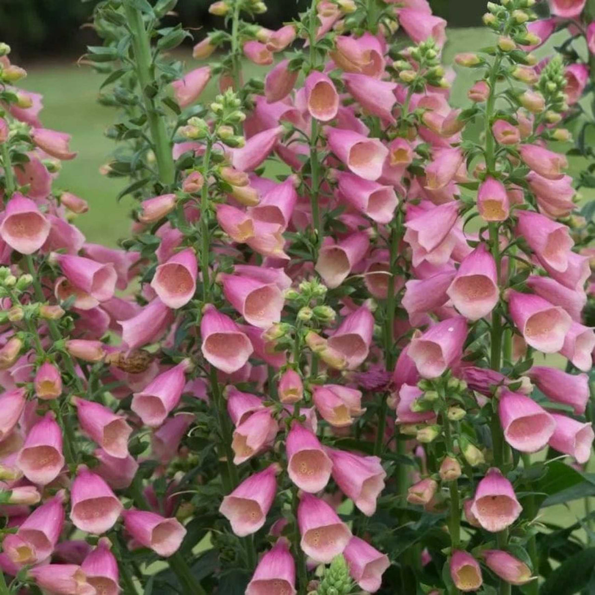 Almanac Planting Co Artic Fox Rose Foxglove. Pinkish white flowers on green stalks. 