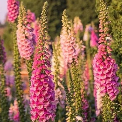 Almanac Planting Co Artic Fox Rose Foxglove. A close up image of blooming stalks of reds, pinks, and whitish pinks! 