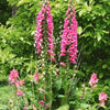 Almanac Planting Co Artic Fox Rose Foxglove. Pink blooms in a container with white flowers at the base.