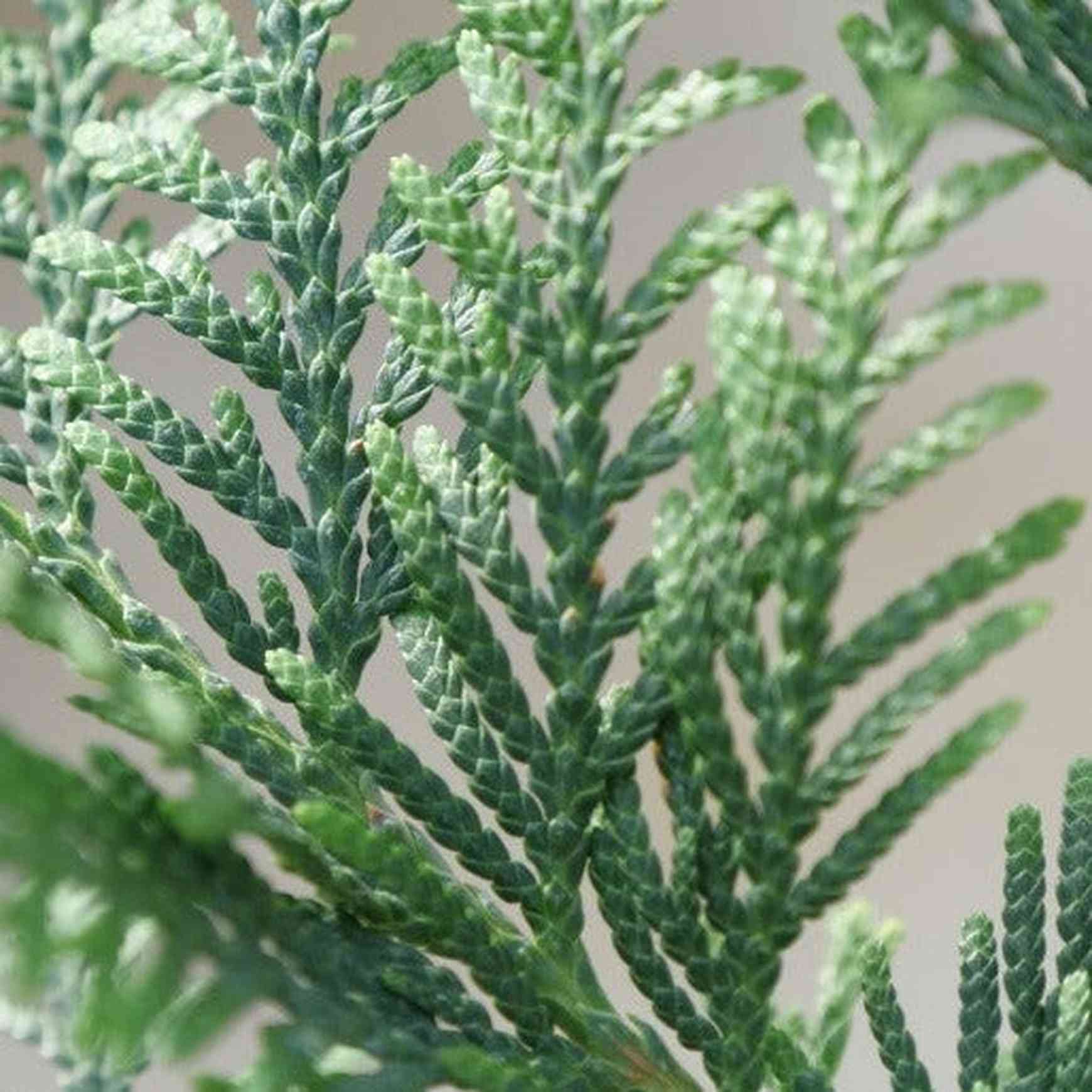 Full Speed A Hedge® ‘American Pillar’ Arborvitae