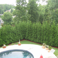 Full Speed A Hedge® ‘American Pillar’ Arborvitae