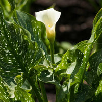 Almanac Planting Co Giant White Calla Lily (Zantedeschia aethiopica ‘White Giant’). A single, prominent bloom emerges from a bed of lush, speckled green and cream leaves.  