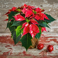Almanac Planting Co Superba Glitter Poinsettia (Candy Cane Poinsettia) sitting on a wooden table against a rough, barnwood wall. The foliage of the poinsettia is deep green and the bracts are deep red with speckled white cream variagation.