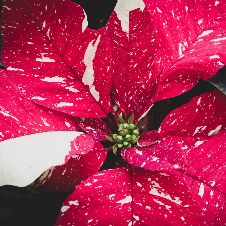 Almanac Planting Co Superba Glitter Poinsettia (Candy Cane Poinsettia) a close up image of the colorful deep red, variegated winter flower.