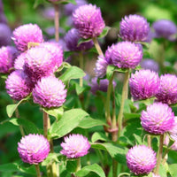 Almanac Planting Co 'Audray Pink' Globe Amaranth (Gomphrena globosa '﻿﻿Audray Pink')