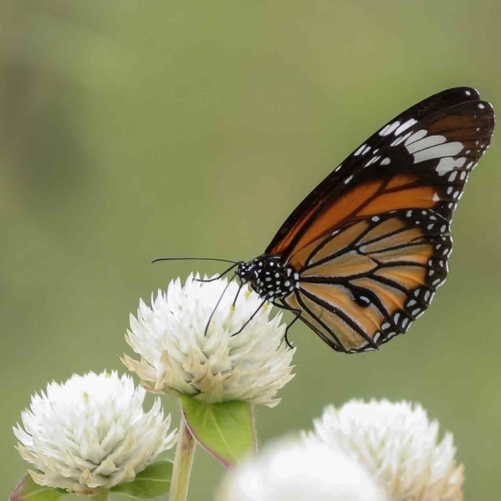 Almanac Planting Co 'Audray White' Globe Amaranth (Gomphrena globosa '﻿﻿Audray White') flower with a Monarch Butterfly on it