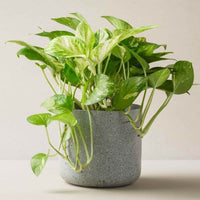 Almanac Planting Golden Pothos Epipremnum aureum side image in gray cup