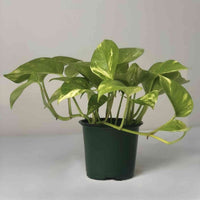 Almanac Planting Co.'s Golden Pothos (Epipremnum aureum) in a Four Inch Grow Pot