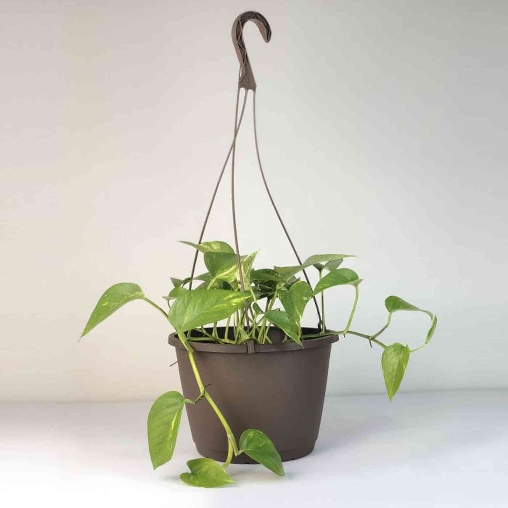 Almanac Planting Co.'s Golden Pothos (Epipremnum aureum) in a Brown 10" Hanging Basket