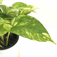 Almanac Planting Golden Pothos Epipremnum aureum leaf image