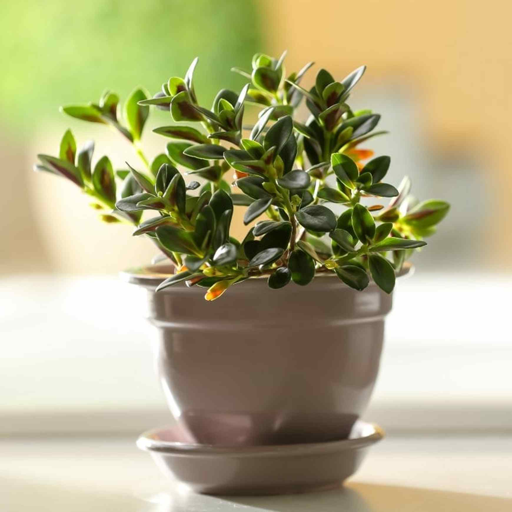 is a goldfish plant a succulent Goldfish Plant